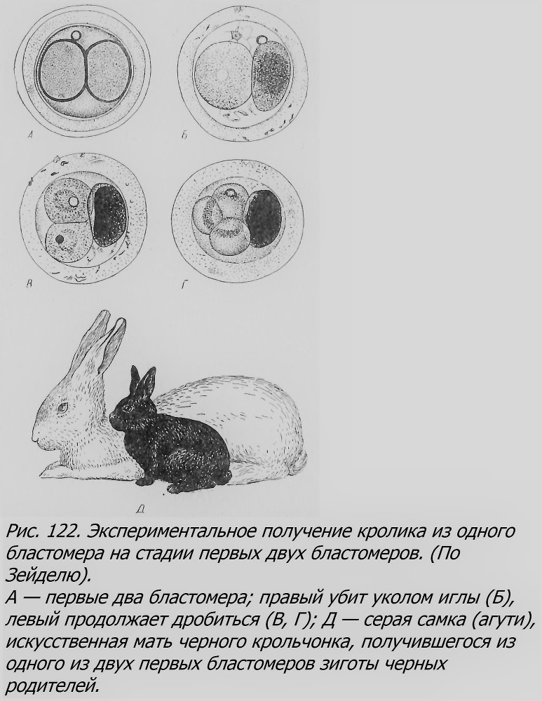 Близнецы - _086_2.jpg