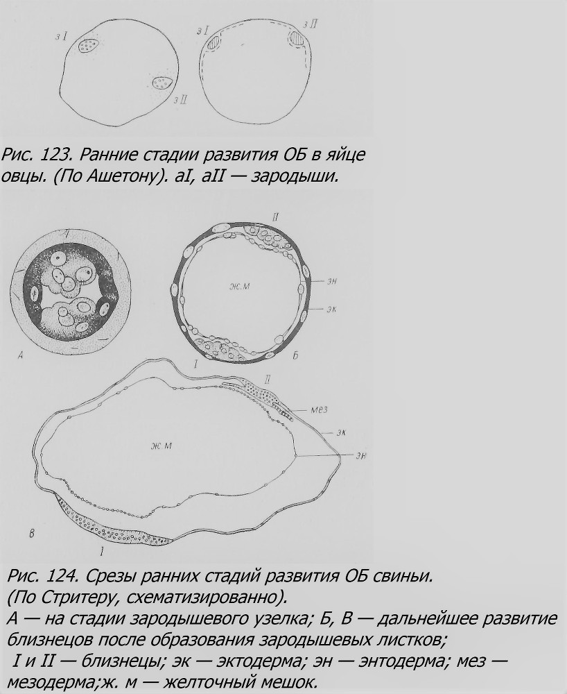 Близнецы - _087_1.jpg