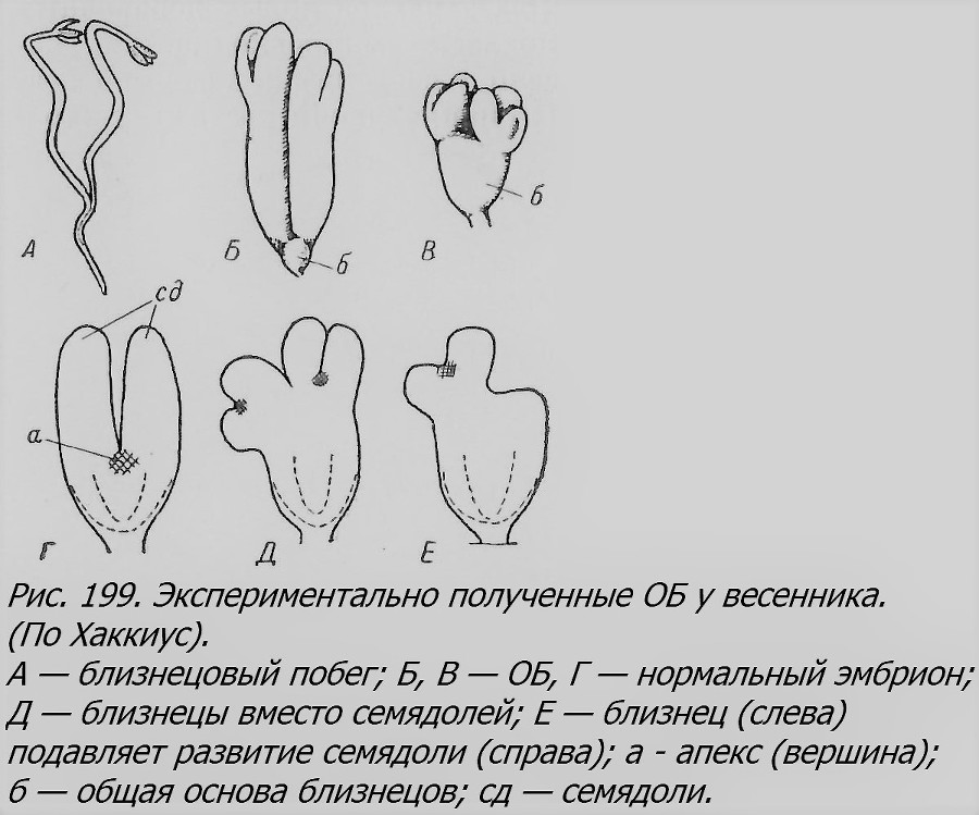 Близнецы - _174_1.jpg