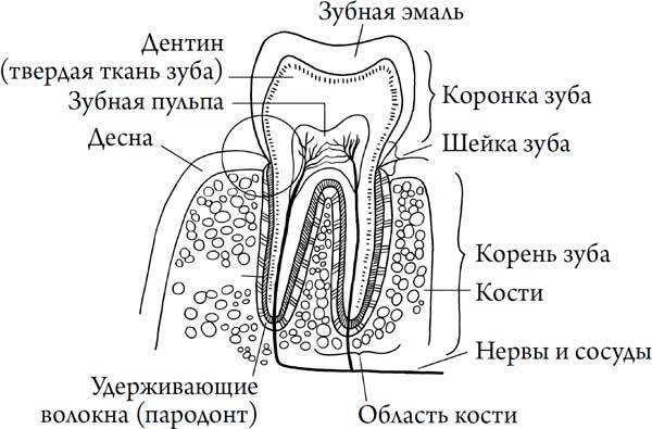 Человек Противный. Зачем нашему безупречному телу столько несовершенств - i_011.jpg