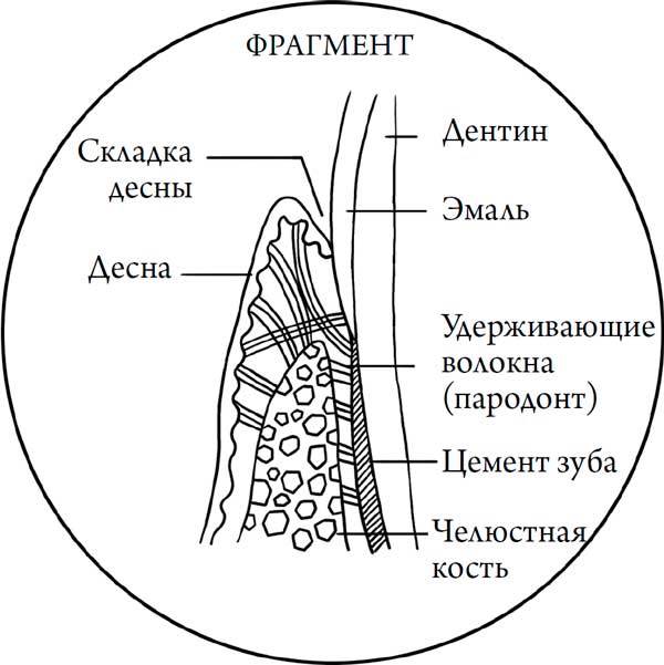 Человек Противный. Зачем нашему безупречному телу столько несовершенств - i_012.jpg