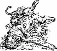 Поймайте мне колобуса (с иллюстрациями) - pic10.jpg