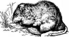 Поймайте мне колобуса (с иллюстрациями) - pic15.jpg