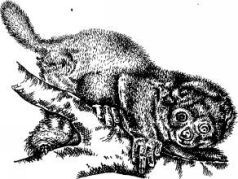 Поймайте мне колобуса (с иллюстрациями) - pic16.jpg