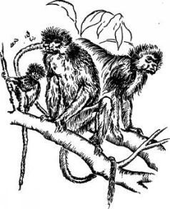 Поймайте мне колобуса (с иллюстрациями) - pic20.jpg