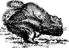 Поймайте мне колобуса (с иллюстрациями) - pic21.jpg