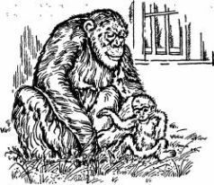 Поймайте мне колобуса (с иллюстрациями) - pic22.jpg