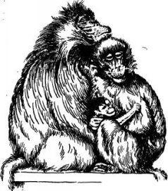 Поймайте мне колобуса (с иллюстрациями) - pic4.jpg