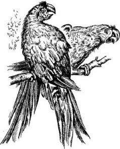 Поймайте мне колобуса (с иллюстрациями) - pic6.jpg