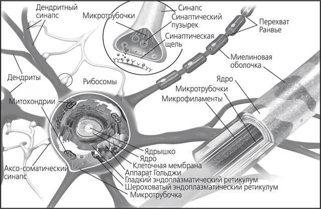 Мозг. Как он устроен и что с ним делать - i_004.jpg