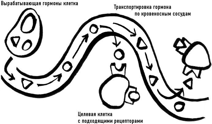 Кто в теле хозяин: я или гормоны? По следам всемогущих сигнальных веществ - i_009.jpg