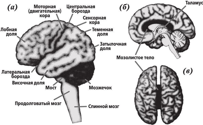 Фантомы мозга - i_002.jpg