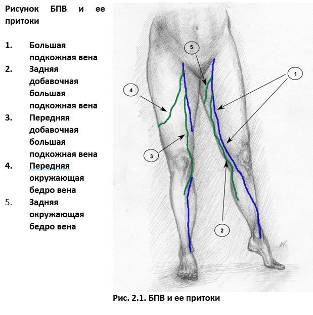 Ультразвуковая анатомия вен нижних конечностей - _2.1.jpg