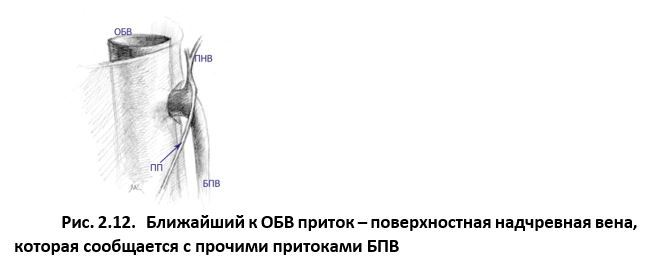 Ультразвуковая анатомия вен нижних конечностей - _2.12.jpg