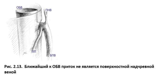 Ультразвуковая анатомия вен нижних конечностей - _2.13.jpg
