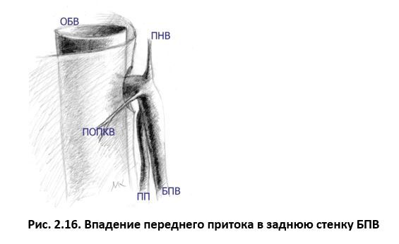 Ультразвуковая анатомия вен нижних конечностей - _2.16.jpg