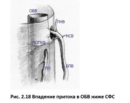 Ультразвуковая анатомия вен нижних конечностей - _2.18.jpg