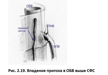 Ультразвуковая анатомия вен нижних конечностей - _2.19.jpg