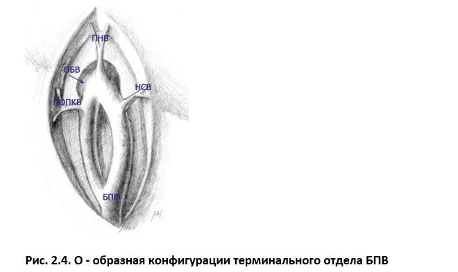 Ультразвуковая анатомия вен нижних конечностей - _2.4.jpg