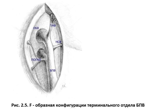 Ультразвуковая анатомия вен нижних конечностей - _2.5.jpg
