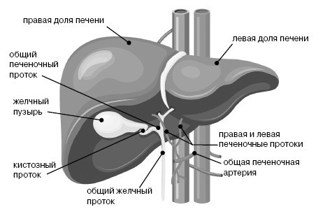 Фильтруй! Как работают наши печень и почки - i_003.jpg