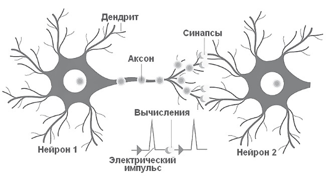 Психосоматика. Когда болеет тело, а причины в душе. Как самостоятельно помочь телу, понимая его язык - i_009.jpg