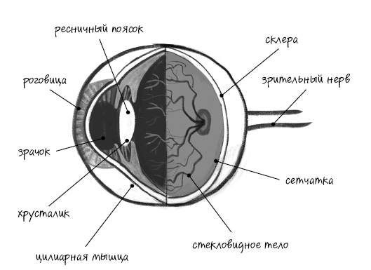 История зрения: путь от светочувствительности до глаза - i_002.png