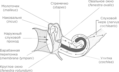 Музыка и мозг - i_009.png