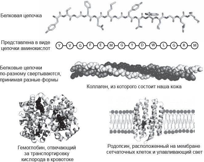 Генетический детектив. От исследования рибосомы к Нобелевской премии - i_003.jpg