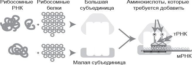 Генетический детектив. От исследования рибосомы к Нобелевской премии - i_006.jpg