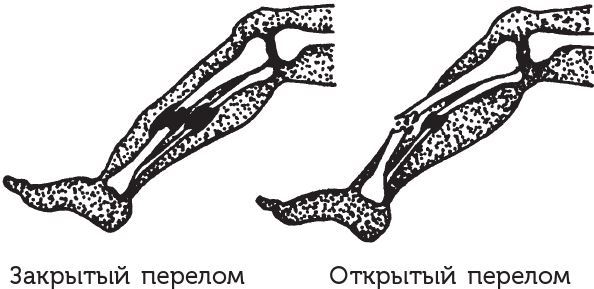 Занимательная анатомия - i_010.jpg