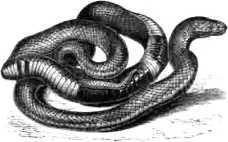 Рука судьбы или Этюд о предопределенности<br />(Тайны Египта) - i_009.jpg