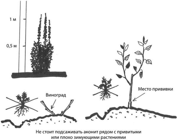 Дача в порядке. Как сделать участок красивым и урожайным - i_014.jpg