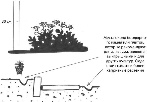 Дача в порядке. Как сделать участок красивым и урожайным - i_016.jpg