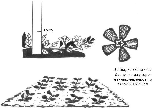 Дача в порядке. Как сделать участок красивым и урожайным - i_023.jpg