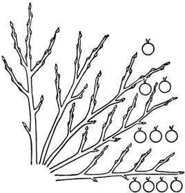 Обрезка садовых растений. Самоучитель в схемах и рисунках - i_021.jpg