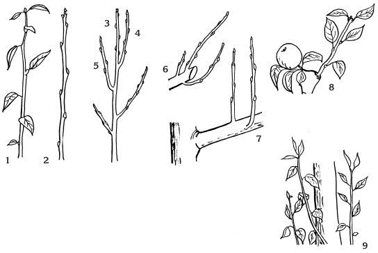 Обрезка садовых растений. Самоучитель в схемах и рисунках - i_031.jpg