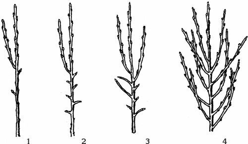 Обрезка садовых растений. Самоучитель в схемах и рисунках - i_034.jpg