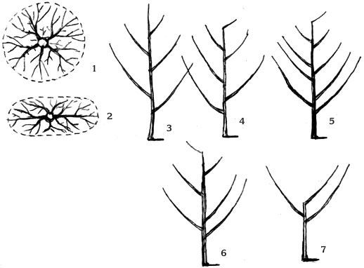 Обрезка садовых растений. Самоучитель в схемах и рисунках - i_039.jpg