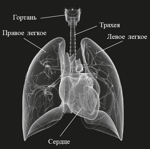 Захватывающий мир легких - i_001.jpg