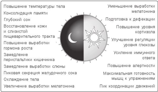 Циркадный код. Как настроить свои биологические часы на здоровую жизнь - i_002.jpg