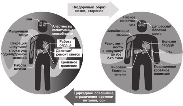 Циркадный код. Как настроить свои биологические часы на здоровую жизнь - i_004.jpg