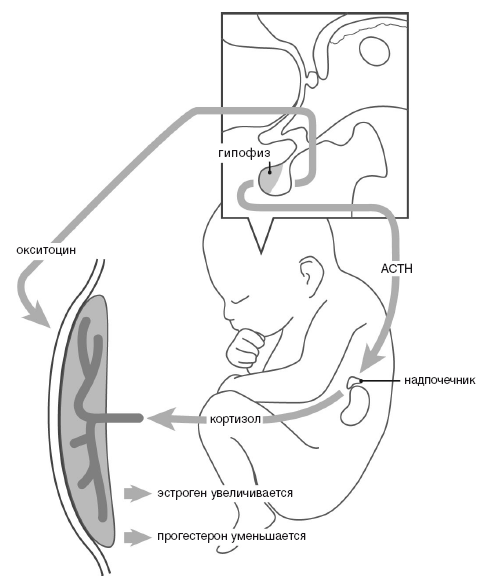 Мы – это наш мозг: От матки до Альцгеймера - i_003.png