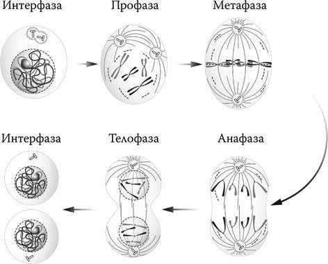 Твоя жизнь до рождения: тайны эволюции человека - i_001.jpg