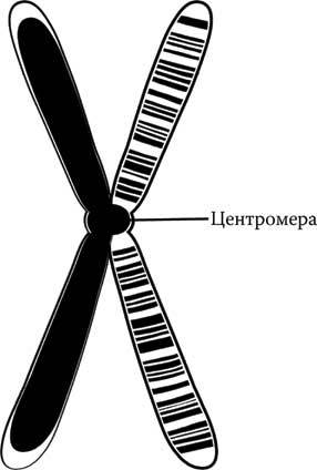 Твоя жизнь до рождения: тайны эволюции человека - i_002.jpg