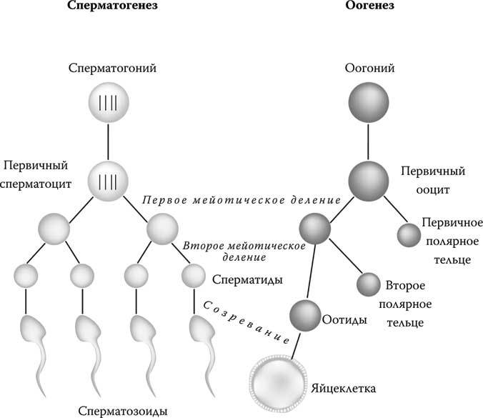 Твоя жизнь до рождения: тайны эволюции человека - i_006.jpg