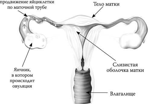 Твоя жизнь до рождения: тайны эволюции человека - i_010.jpg