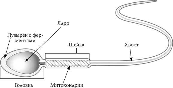 Твоя жизнь до рождения: тайны эволюции человека - i_011.jpg