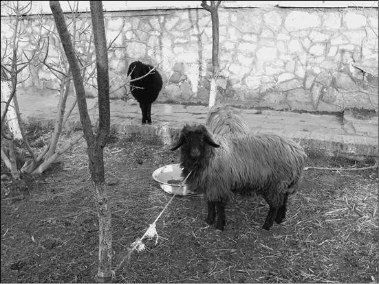 Узбекистан. Природа. История. Экономика. Достопримечательности. Религиозные центры - i_019.jpg