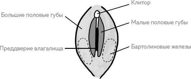 Ab Ovo. Путеводитель для будущих мам: об особенностях женской половой системы, зачатии и сохранении беременности - i_001.jpg